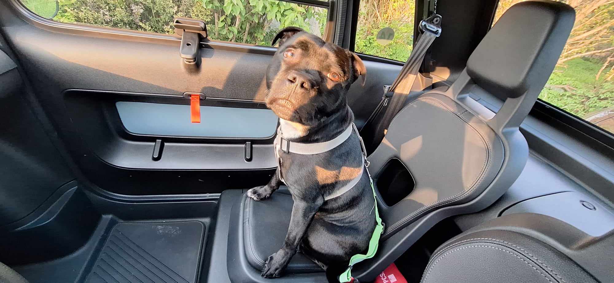 Transportez vos animaux de compagnie en louant une voiture.